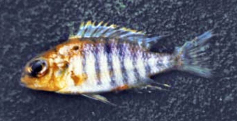 Lethrinops sp. 'yellow' South East Arm